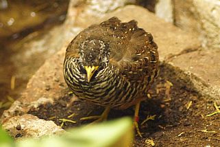 Coturnix chinensis - Zwergwachtel (Chinesische Zwergwachtel)